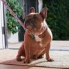 imageSquishmallows Original Squish Squad Pet Leash  Official Jazwares Pets Walking Apparel for Dogs