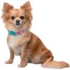 imageSquishmallows Original Squish Squad Pet Collar Large  Official Jazwares Pets Walking Apparel for DogsSmall